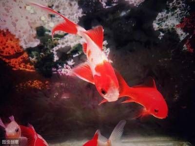 觀賞魚產業現狀與發展前景論文（中國觀賞魚行業發展趨勢分析）