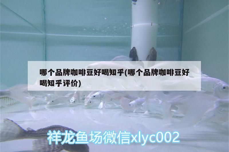 哪個品牌咖啡豆好喝知乎(哪個品牌咖啡豆好喝知乎評價)