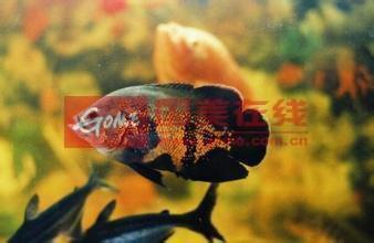 送走自家觀賞魚后的補救指南，如何妥善處理與情感調適，送別觀賞魚后的善后處理與情感修復指南