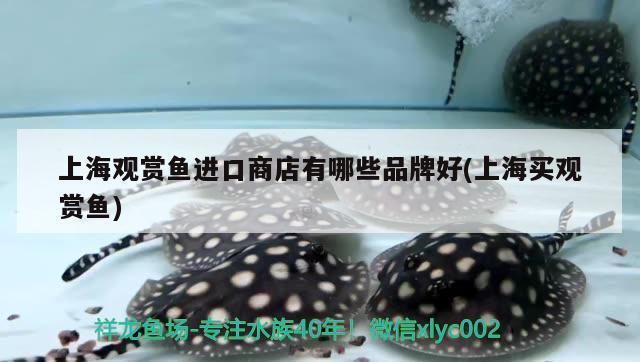 送走自家觀賞魚后的補救指南，如何妥善處理與情感調適，送別觀賞魚后的善后處理與情感修復指南