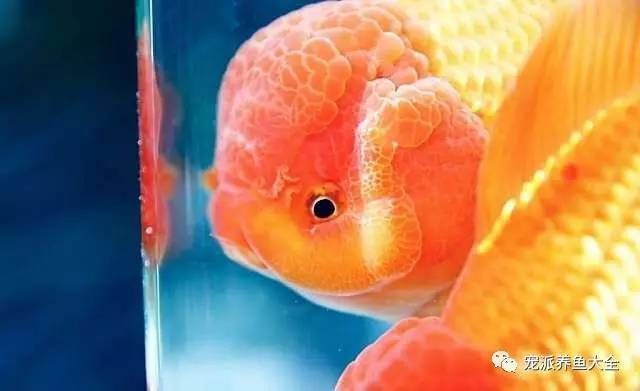 觀賞魚能帶進地鐵嗎（攜帶觀賞魚能否乘坐地鐵）