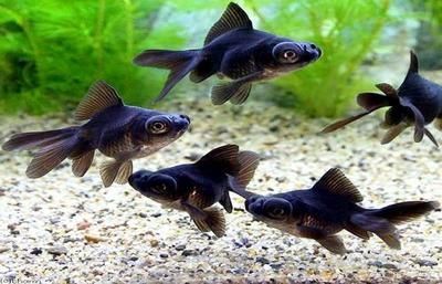 和金金魚（和金金魚的飼養方法） 和金金魚（和金金魚的飼養方法） 龍魚之家 第1張