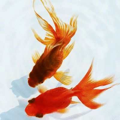 和金金魚（和金金魚的飼養方法） 和金金魚（和金金魚的飼養方法） 龍魚之家 第3張