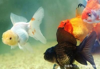 和金金魚（和金金魚的飼養方法） 和金金魚（和金金魚的飼養方法） 龍魚之家 第4張