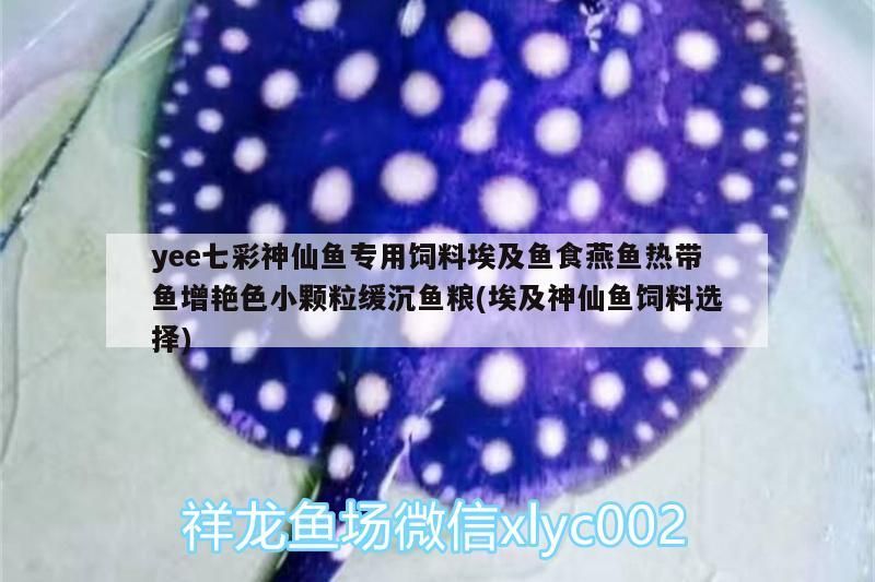 yee七彩神仙魚(yú)專(zhuān)用飼料埃及魚(yú)食燕魚(yú)熱帶魚(yú)增艷色小顆粒緩沉魚(yú)糧(埃及神仙魚(yú)飼料選擇)