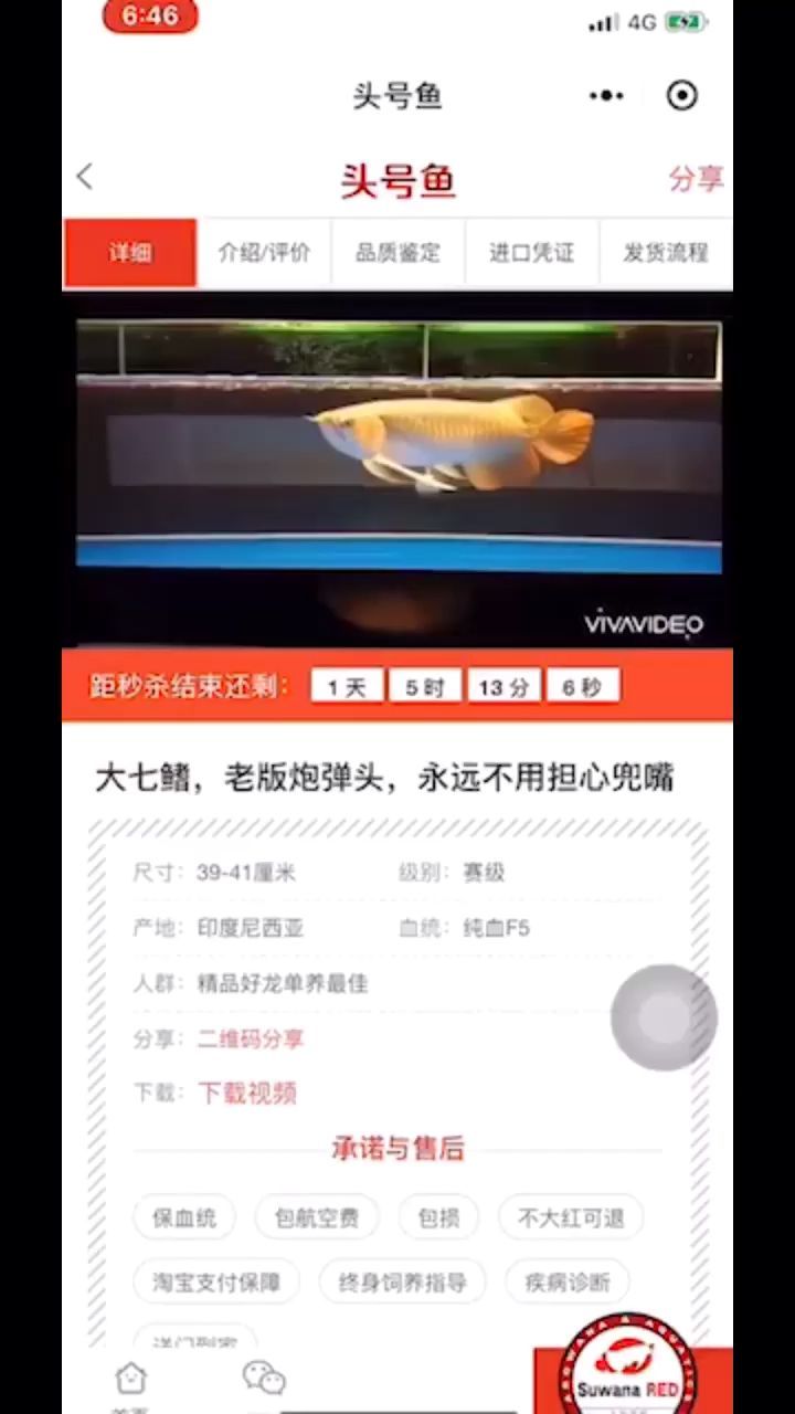 頂級大湖紅龍代購