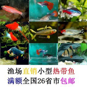 好看的熱帶淡水觀賞魚(熱帶淡水觀賞魚) 則道紅龍 第4張 好看的熱帶淡水觀賞魚(熱帶淡水觀賞魚) 好看的熱帶淡水觀賞魚(熱帶淡水觀賞魚) 則道紅龍 第4張