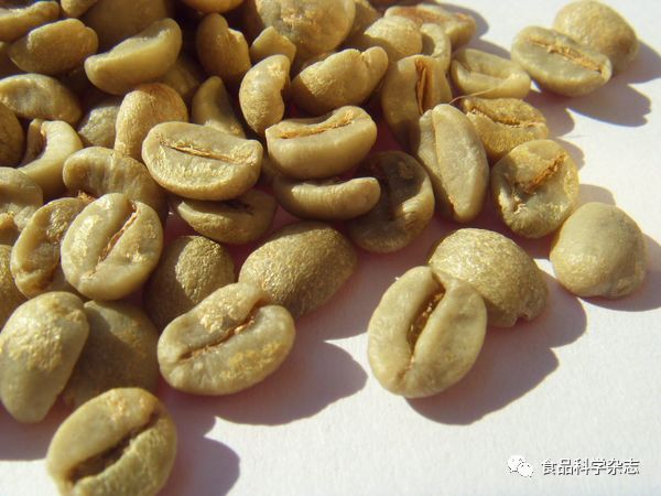 清道夫魚，水中清潔工的生態奧秘與飼養價值，清道夫魚，揭秘水中清潔工的生態功能與飼養技巧
