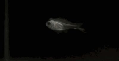專吃魚屎糞便的螺，魚缸清潔工還是生態隱患？魚缸清道夫還是入侵者？專食魚糞的螺類引發生態爭議