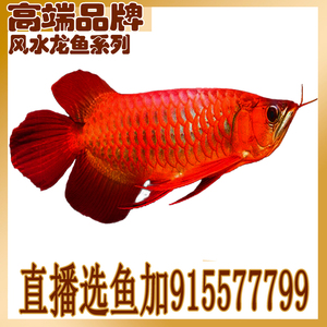 浙江金龍魚經銷商電話號碼：探尋浙江金龍魚經銷商電話背后的故事