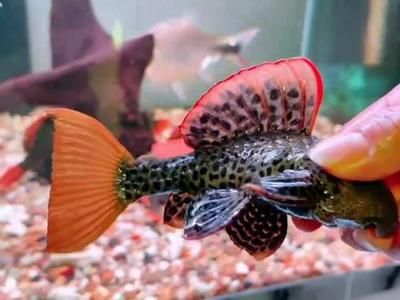 祝客戶養魚發大財的句子，吉祥話助您財源滾滾，魚躍龍門財源廣，年年有余發大財！ 祝客戶養魚發大財的句子，吉祥話助您財源滾滾，魚躍龍門財源廣，年年有余發大財！ 龍魚百科 第2張