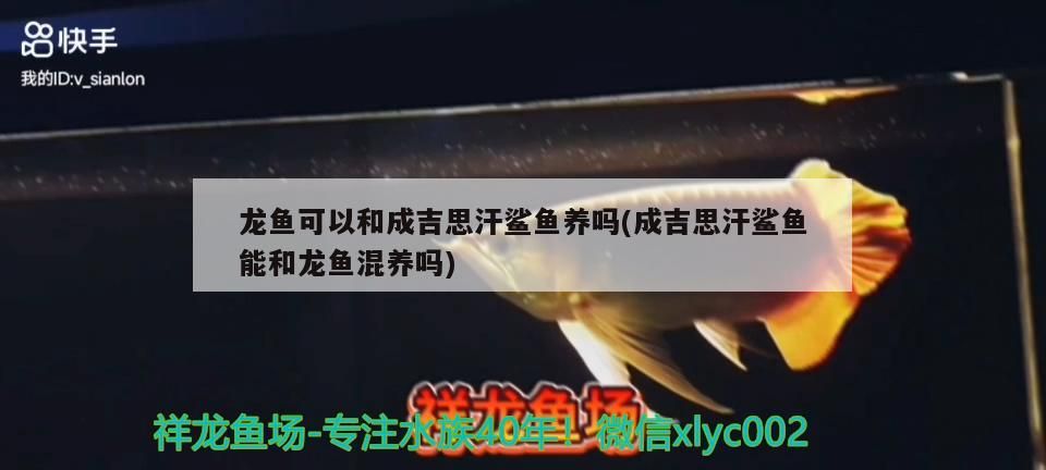 舍得金銀貓酒咋樣，黃金貓車掛件寓意