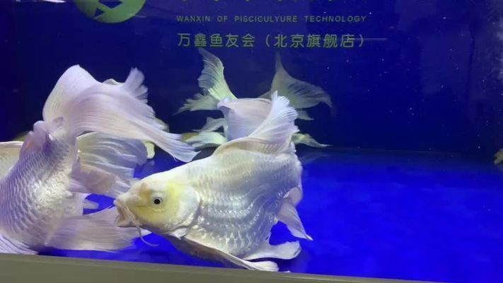 短身蝴蝶鯉成年魚的視頻（短身蝴蝶鯉成年魚的相關(guān)視頻推薦：短身蝴蝶鯉飼養(yǎng)技巧）