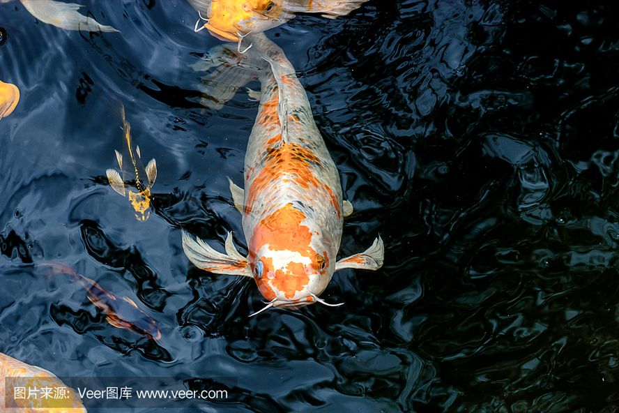 肇慶龍魚養(yǎng)殖基地在哪里有賣：探尋肇慶龍魚養(yǎng)殖基地，水韻之間的瑰寶搖籃