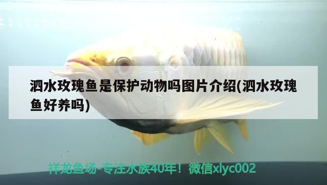 泗水玫瑰魚是保護動物嗎圖片介紹(泗水玫瑰魚好養嗎) 泗水玫瑰魚是保護動物嗎圖片介紹(泗水玫瑰魚好養嗎) 泗水龍魚
