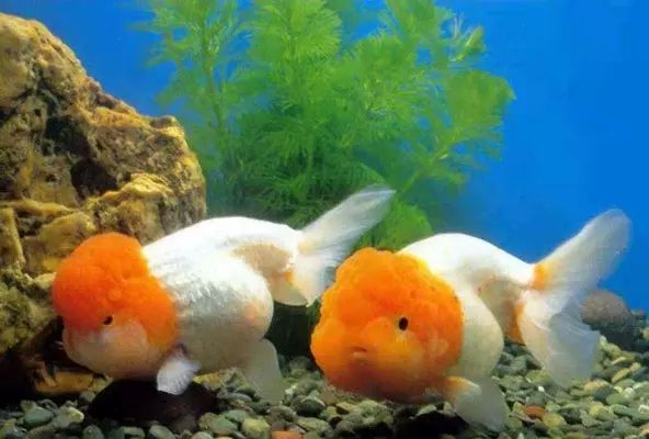 魚趴缸的原因及解決方法（魚趴缸常見原因及解決方法解決方法解決方法解決方法）