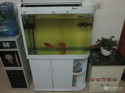 80寬魚缸：80寬魚缸的容量和適宜養什么魚