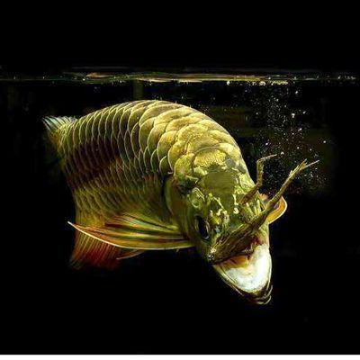 龍魚浮水面不動怎么辦：龍魚停在水面不動怎么辦