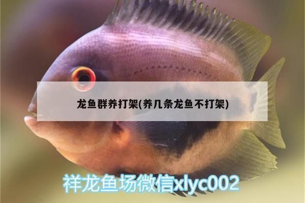 龍魚(yú)打架會(huì)死嗎vs祥龍魚(yú)場(chǎng)：如何預(yù)防龍魚(yú)打架，龍魚(yú)打架的常見(jiàn)原因
