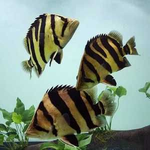 泰虎魚苗怎么養活的：泰虎魚苗怎么養活