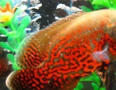 肇慶龍魚養(yǎng)殖基地在哪里：探秘肇慶龍魚養(yǎng)殖基地，水韻間的龍魚傳奇