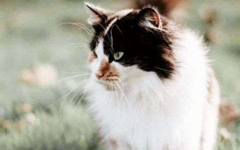 中國最貴魚第一名，黃唇魚—價比黃金的水中黃金，價比黃金的黃唇魚，中國最貴魚王