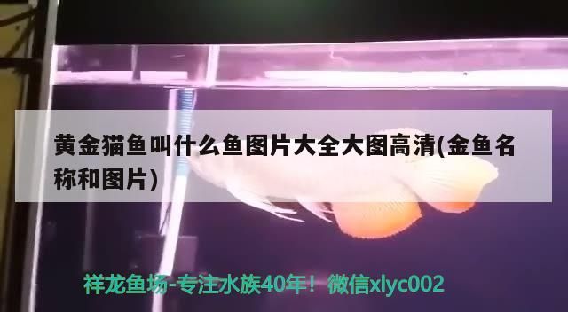 黃金貓魚叫什么魚圖片大全大圖高清(金魚名稱和圖片) 黃金貓魚叫什么魚圖片大全大圖高清(金魚名稱和圖片) 黃金貓魚百科