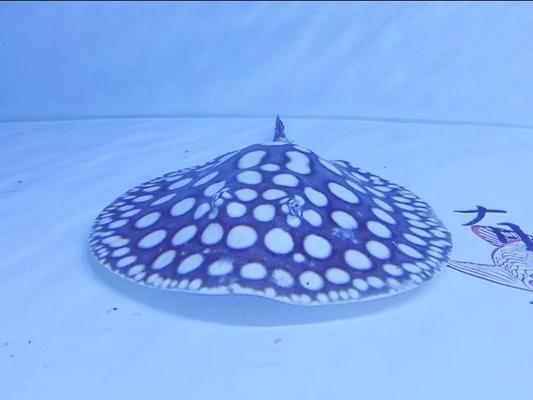 中國最貴金龍魚拍出7000萬天價，揭秘背后的收藏文化與市場邏輯，7000萬金龍魚背后的天價收藏，揭秘中國高端觀賞魚市場邏輯