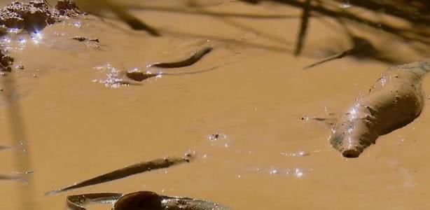 中國最貴的魚，天價珍饈背后的文化與市場，中國天價魚背后的文化傳承與市場博弈