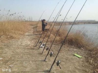 中國最貴的魚，天價珍饈背后的文化與市場，中國天價魚背后的文化傳承與市場博弈