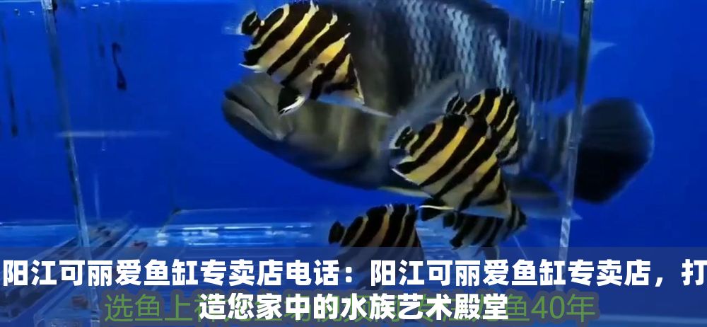 陽江可麗愛魚缸專賣店電話：陽江可麗愛魚缸專賣店，打造您家中的水族藝術殿堂