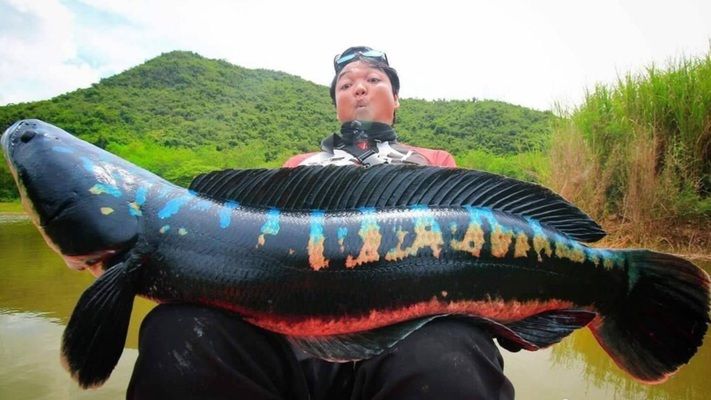 肇慶金龍魚的經銷商是誰啊電話號碼：探尋肇慶金龍魚經銷商，聯系方式及背后的故事