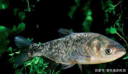 中國最貴的10種觀賞魚，稀世珍品與天價收藏，中國最貴的10種觀賞魚，稀世珍品與天價收藏盤點