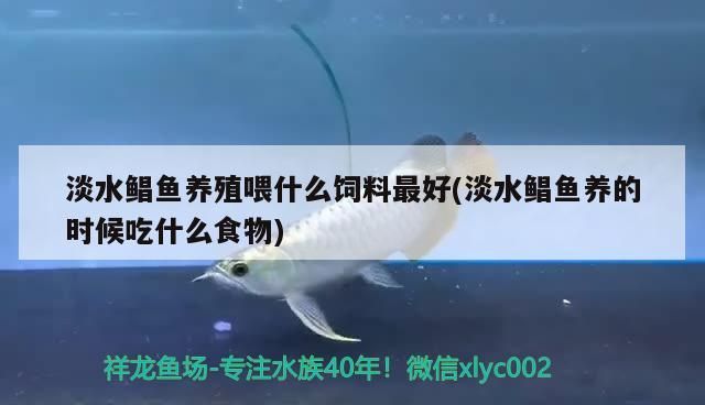 淡水鯧魚養(yǎng)殖喂什么飼料最好(淡水鯧魚養(yǎng)的時(shí)候吃什么食物) 淡水鯧魚養(yǎng)殖喂什么飼料最好(淡水鯧魚養(yǎng)的時(shí)候吃什么食物) 九鼎魚缸