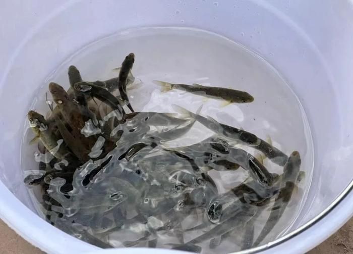 肇慶金龍魚的經銷商電話地址是多少：探尋肇慶金龍魚經銷商，電話與地址全攻略