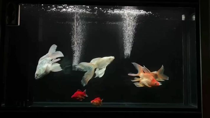 普身蝴蝶鯉魚圖片（關于普身蝴蝶鯉的圖片特征及獲取方式）