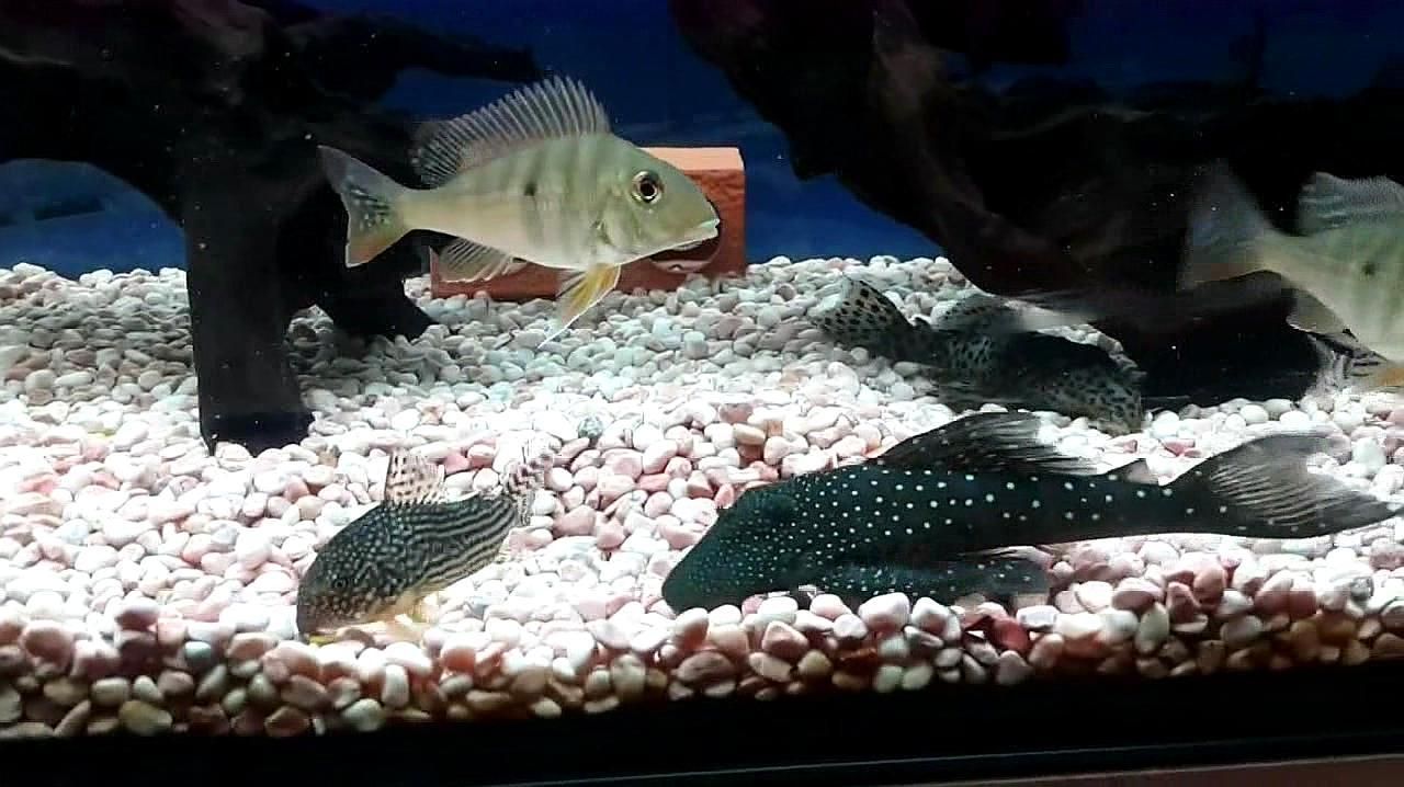 中國十大最貴淡水魚排名，珍稀品種價值連城，中國十大天價淡水魚，珍稀品種價值連城