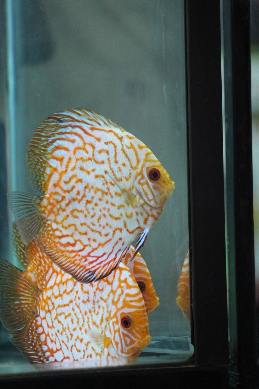觀賞魚 邯鄲魚缸維修電話多少號碼(邯鄲做魚缸在什么地方) 印尼大湖漁場產業聯盟 邯鄲魚缸維修電話多少號碼(邯鄲做魚缸在什么地方) 邯鄲魚缸維修電話多少號碼(邯鄲做魚缸在什么地方) 印尼大湖漁場產業聯盟