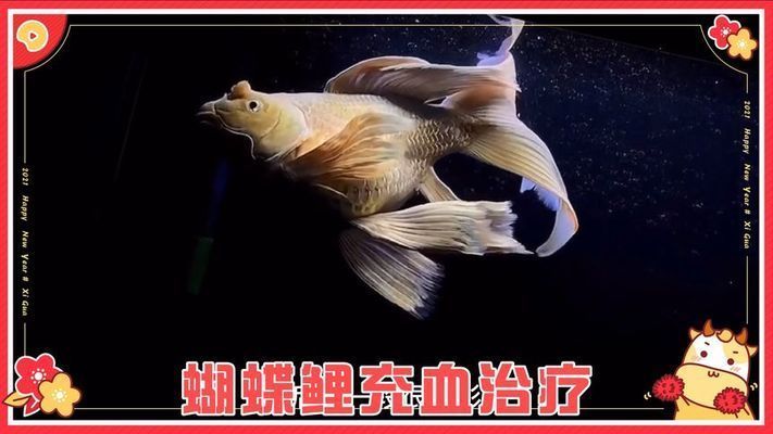 蝴蝶鯉鱗片充血怎么治療（蝴蝶鯉鱗片充血怎么辦）