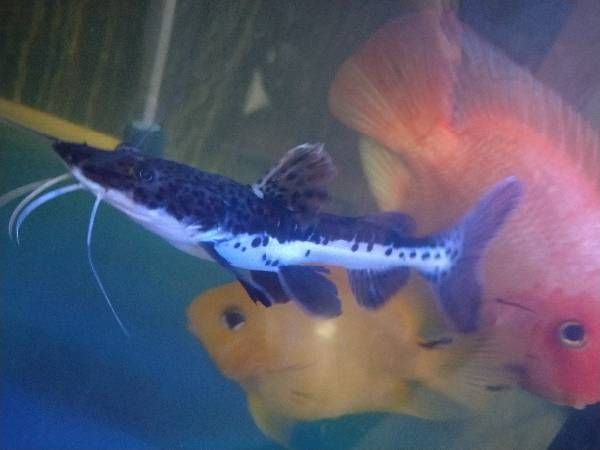 中國名貴魚第一名，長江刀魚的傳奇與現(xiàn)狀，長江刀魚，中國名貴魚之首的傳奇興衰與生存現(xiàn)狀