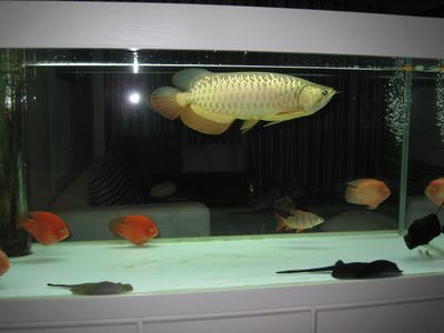 過背金龍魚好養嗎怎么養的好：過背金龍魚日常護理要點，過背金龍魚水族箱布置技巧