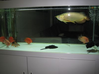 過背金龍魚好養嗎怎么養的好：過背金龍魚日常護理要點，過背金龍魚水族箱布置技巧