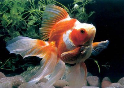 中國觀賞魚市場，繁榮與挑戰并存的水族產業，中國觀賞魚市場，繁榮與挑戰并存的水族產業