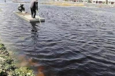 招財戰船魚能與龍魚混養嗎圖片視頻大全集：招財戰船魚與龍魚混養全攻略，圖片視頻助你暢享水族奇趣