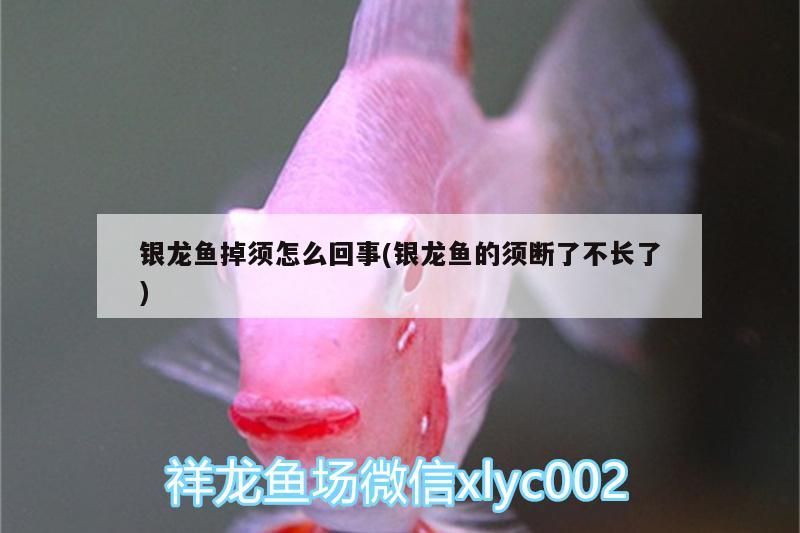 銀龍魚掉須怎么回事(銀龍魚的須斷了不長了)