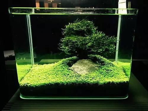 治愈系唯美圖片，視覺療愈的藝術(shù)與力量，治愈系唯美圖片，視覺療愈的藝術(shù)力量與心靈共鳴