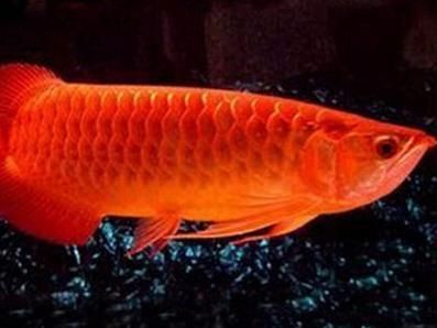 紅龍大湖魚和中部魚的區別：紅龍大湖魚與中部魚的區別