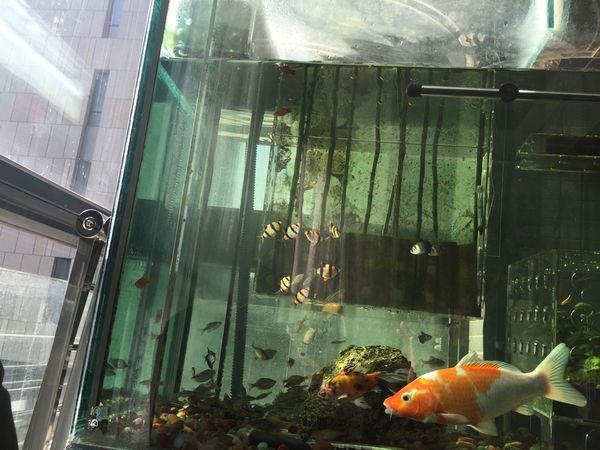 60的魚缸需要拉筋嗎：如何判斷魚缸是否需要拉筋