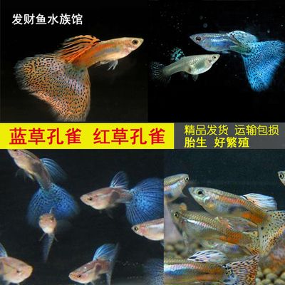 招財魚能和龍魚混養嗎圖片大全：招財魚與龍魚混養之探秘，可行與否及注意事項詳解