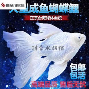 20公分的球體蝴蝶鯉多少錢一條（20公分的球體蝴蝶鯉價格區間如下精品或超極品球體）